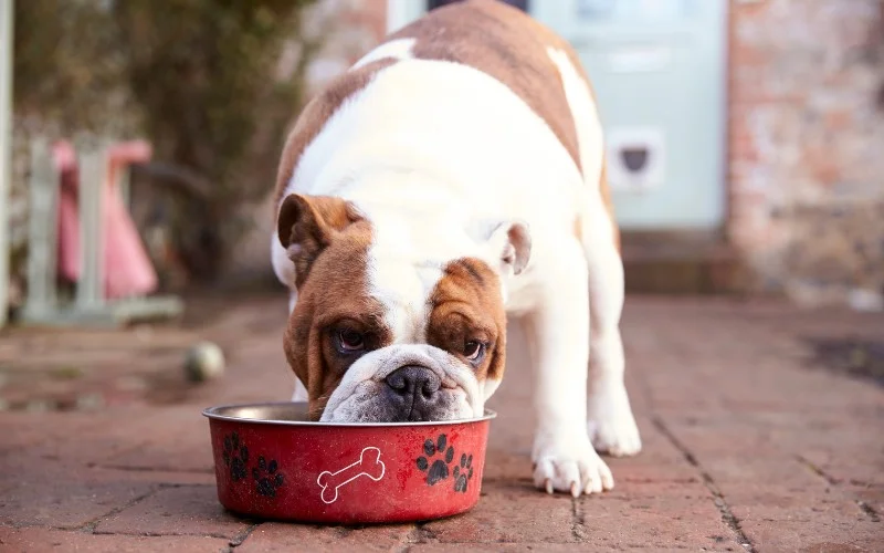 Precautions for Feeding Strawberries