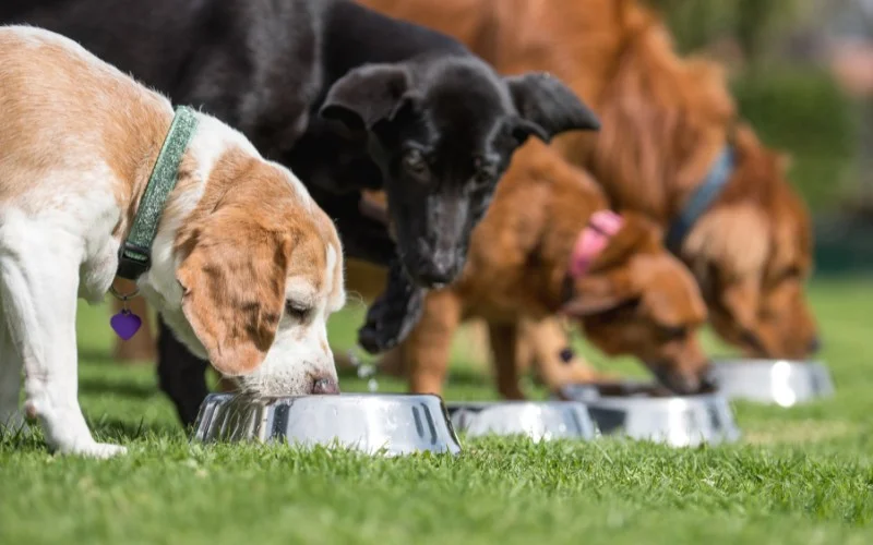 Risks Associated with Dogs Eating Strawberries