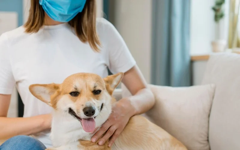 can dogs get covid?