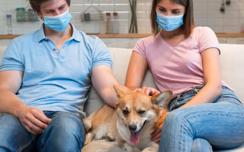 Impact of COVID-19 on Dogs
