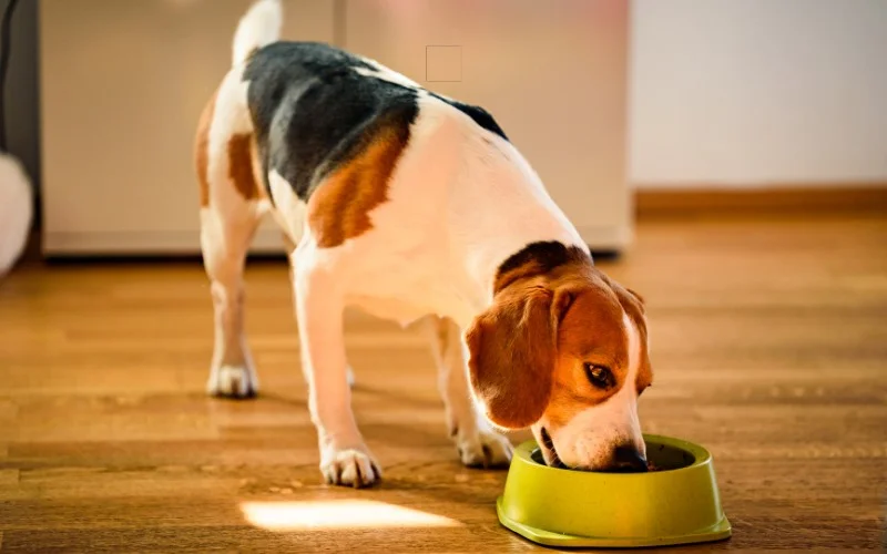 Can Dogs Eat Peaches